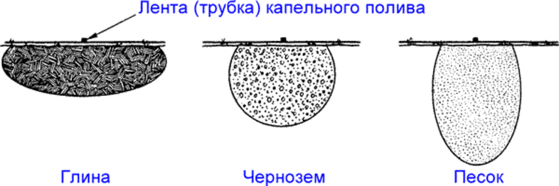 Схема посадки моркови под капельный полив